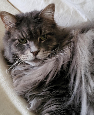 Close up of long haired grey cat